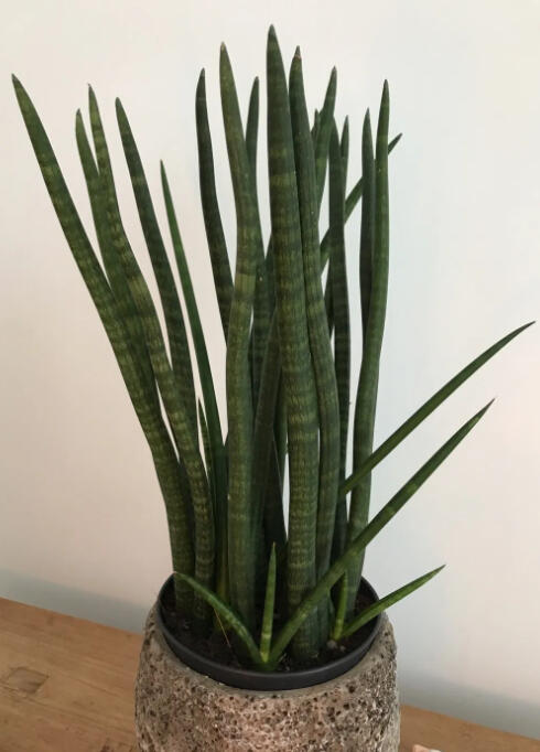 Natalie Rudolph - Founder