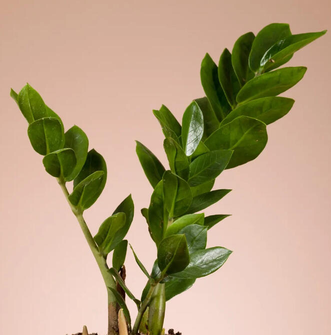 Natalie Rudolph - Founder