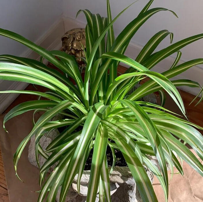 Natalie Rudolph - Founder