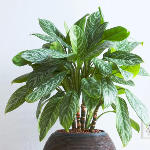 Natalie Rudolph - Founder